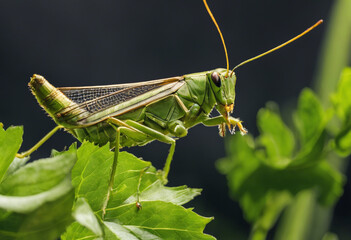 Fototapeta premium The Secret Life of Grasshoppers Exploring Their Vibrant World and Impact on Agriculture
