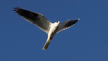Fototapeta premium A White Tailed Kite in flight