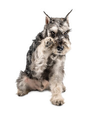 miniature schnauzer dog raised his paw to his muzzle sitting isolated