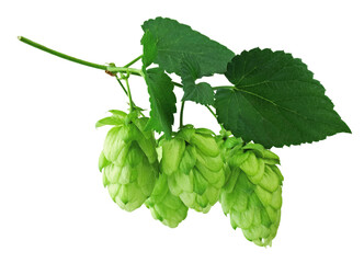 hop cones. Medical plant. Close-up of green ripe hop cones.on transparent, png. Hops cones. beer ingredient
