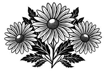 chamomile--illustrations-of-daisy-flowers