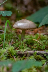 Single mushroom, growing in the forest