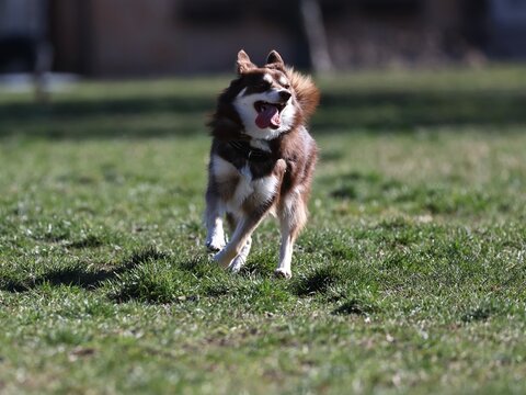 Pomsky dog frolicking in the grass 