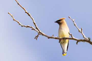 Cedar waxwing (Bombycilla cedrorum) perched in a tree in Osprey, Florida