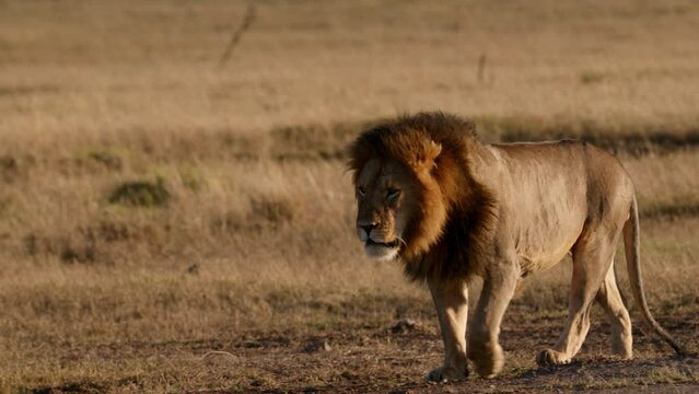 A Lion Walking in Kenya
