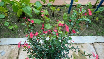 flowers in a garden