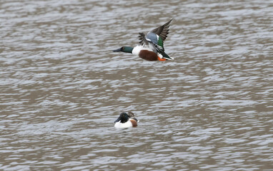 A Shoveler Duck creating problems for a rival