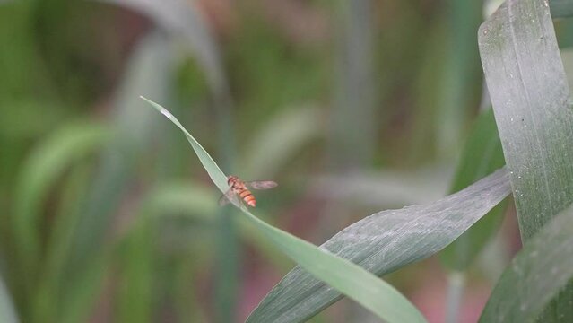 A hoverfly is sitting on a leaf 240fps slow motion