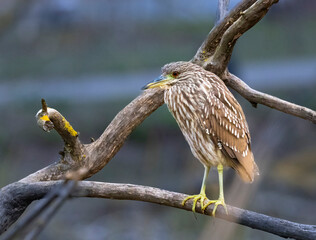 A Juvenile Night Heron in tree at a park