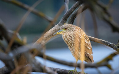 A Juvenile Night Heron in tree at a park