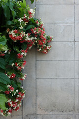 Fototapeta na wymiar Combretum indicum or Rangoon creeper flower blossom covered on the wall.