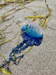 portuguese man o war on the beach