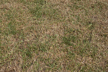Full frame image of dead grass