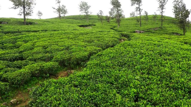 Flying  drone view over Ceylon green tea plantations 4K footage. Exotic countries traveling or tea cultivation agriculture concept. Lipton's seat, Haputale, Sri Lanka.