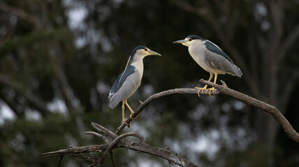 A pair of Night Herons sharing space on a branch