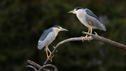 A pair of Night Herons sharing space on a branch - Powered by Adobe