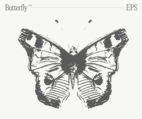 Hand drawn monochrome butterfly illustration on blank backdrop. Vector sketch. - 766056362