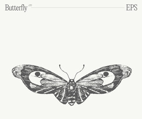 Hand drawn monochrome butterfly illustration on blank backdrop. Vector sketch.