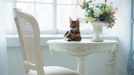 Bengal cat lies on a table with a bouquet of flowers in a vase in a classic light interior