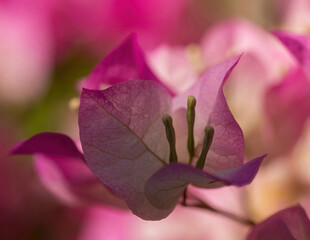 Bougainvillea 'Imperial Thai Delight' blooming in various hues of white and pink.