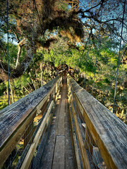 Canopy Walkway at Myakka River State Park