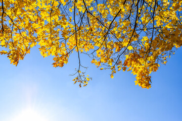 autumn leaves on blue