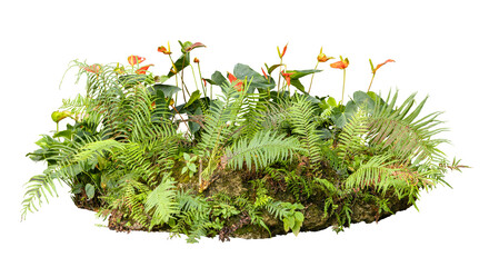 Tropical plant fern moss bush Flowers tree jungle stone rock isolated on white background with clipping path.	
