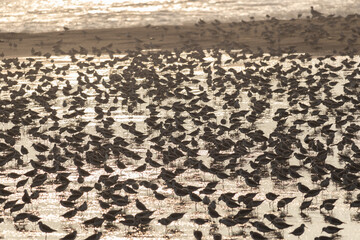 Full frame image of many different species of sea birds on a beach