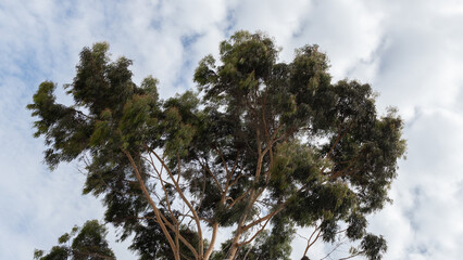 Leafy tree viewed from below with a beautiful cloudy sky