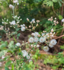 Small flowers blooming in green leaves plant growing in garden, nature photography, natural gardening background, floral wallpaper