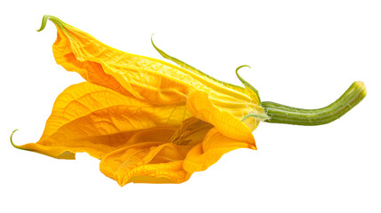 Yellow pumpkin or zucchini flower isolated on a white background.
 - obrazy, fototapety, plakaty