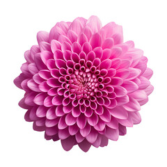 flower pink chrysanthemum . Flower isolated on white and transparent background. No shadows with clipping path. Close-up. Nature.