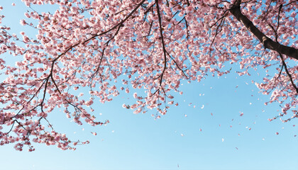 Delicate pale pink cherry blossom petals floating on breeze across blue spring sky - 766066704