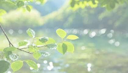 新緑の若葉が水面に反射して光っている。 - obrazy, fototapety, plakaty