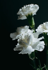 Obraz na płótnie Canvas white carnation