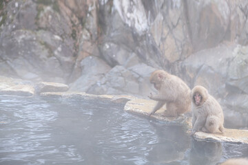 Jigokudani Monkey Park, Japan Snow Monkeys In Nagano, Japan. Mother monkey and kids dipping in the...