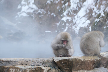 Jigokudani Monkey Park, Japan Snow Monkeys In Nagano, Japan. Mother monkey and kids dipping in the hot spring, with foggy scene.