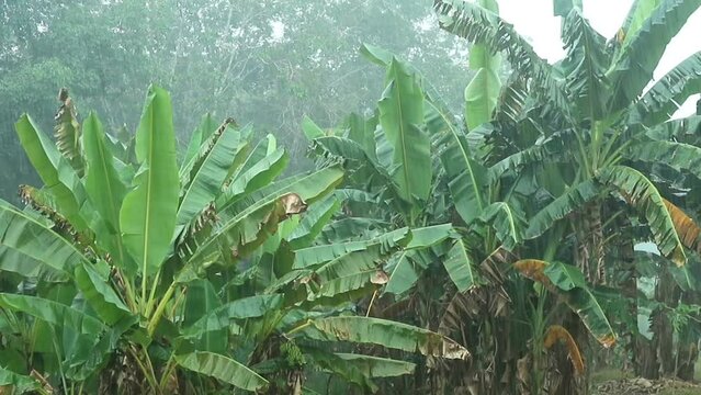 Heavy rain wet the banana leaves and the wind blew gently.