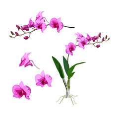 Beautiful purple Dendrobium orchid in Thailand vector illustration on a white background.