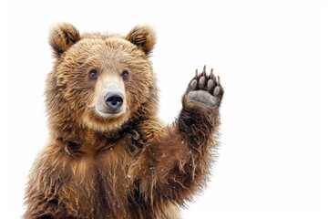 A bear is waving its paw in the air. The bear is brown and has a big paw