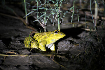 Closeup of yellow Indian frog is sitting in a dirty bush area in night.