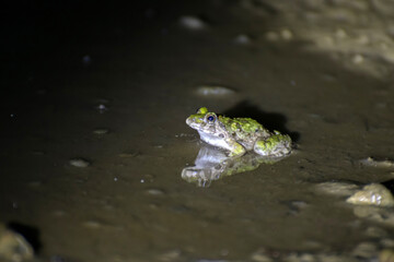 Indian frog in water beside a pond ditty area