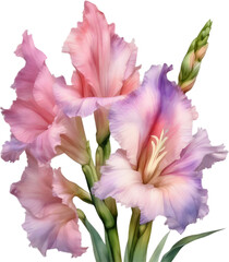 Obraz na płótnie Canvas Watercolor painting of a Gladiolus flower.