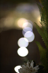 Blurred light Bokeh, Bokeh background, closeup flower, leaf  