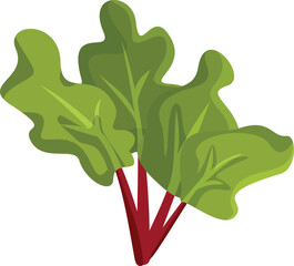 Rhubarb Plant Vector Cartoon Illustration on White Background. Delicious plant good for vegetarian diet and nutritious snacking

