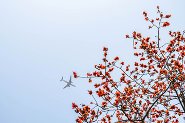 Beautiful kapok in the sky