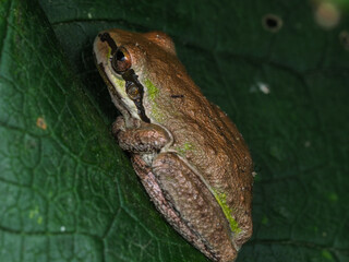 Pacific Tree Frog, Pseudacris regilla, on Leaf