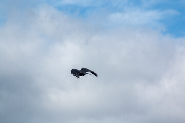 A crow in flight