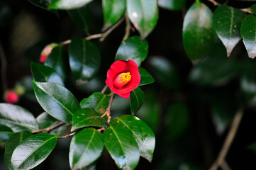 red rose in the garden