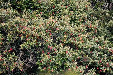 red rose in the garden